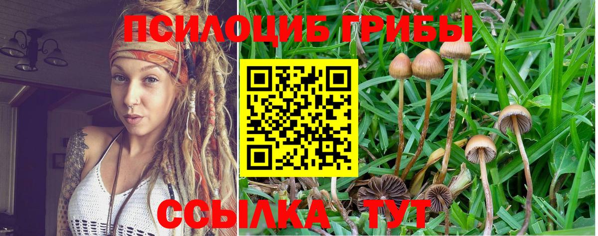 Псилоцибиновые грибы Psilocybine cubensis Тамбов